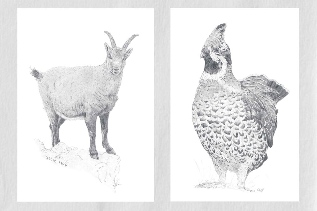 Naturstudien von Tieren als handgezeichnete persönliche Illustration